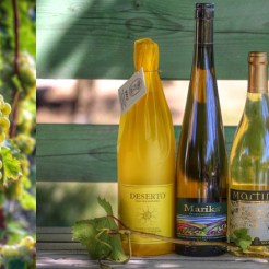 slide-bottiglie-verdicchio-socci-e214d8574f