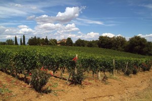 60_BrunelloDiMontalcino_2