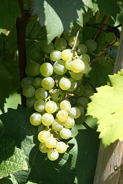 240px-Gruener_Veltliner_Weinsberg_20060909.jpg