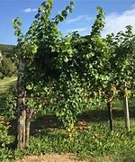 vigneto vigna petrussa.jpg