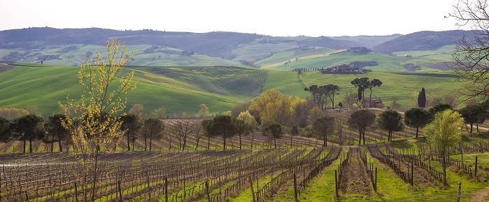 talosa-vineyard-montepulciano