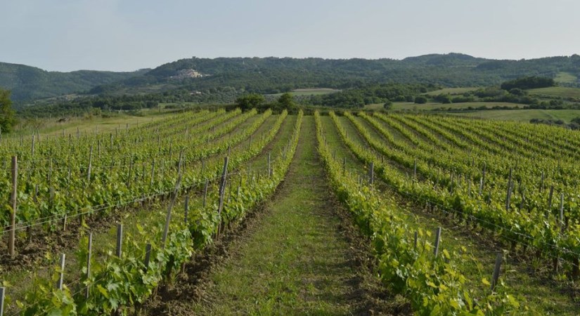 13923592_881826385256592_6366026566727628192_o