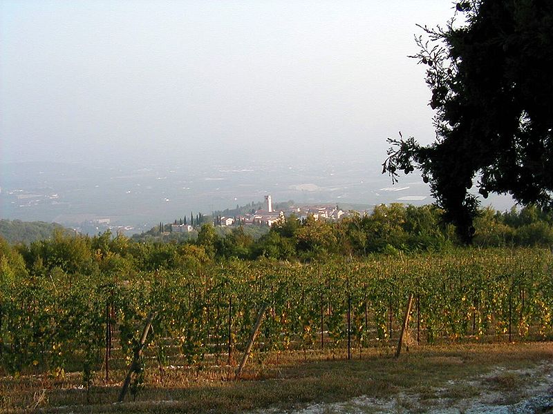 Questa immagine ha l'attributo alt vuoto; il nome del file è 800px-late_sept_valpolicella_vineyard.jpg